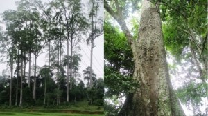 parashoreas-a-Tan-Khau