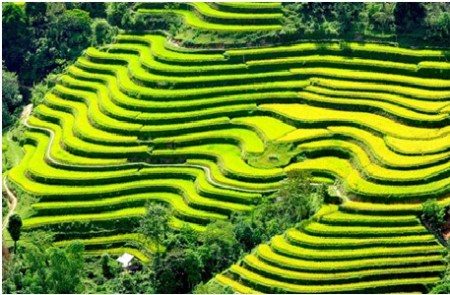rizieres-en-terrasse-du-Nord 1