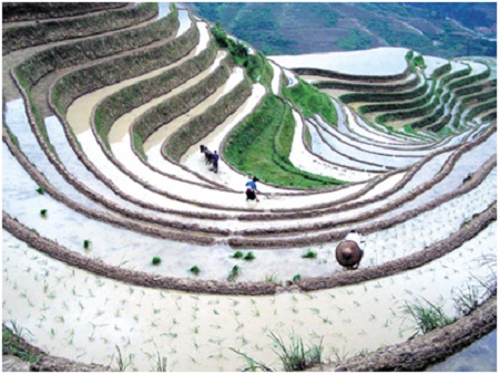 rizieres-en-terrasse-du-Nord3