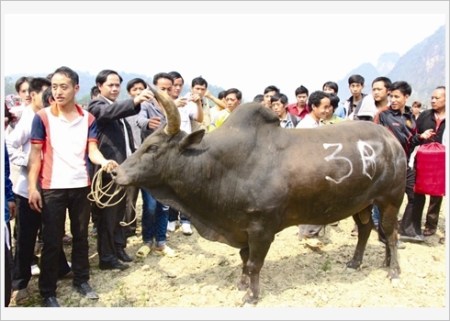 combattant-entre-dans-l'arene3