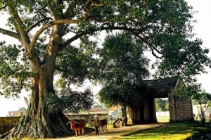 village-duong-lam