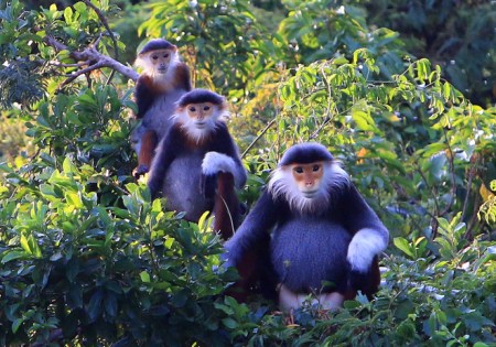 La-peninsule-de-Son-Tra