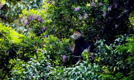 La-peninsule-de-Son-Tra4