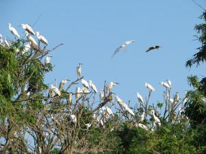 L’ile-des-herons