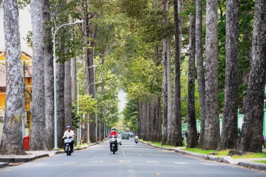 Des arbres séculaires au long de la rue Nguyen Binh Khiem, District 1 de Ho Chi Minh ville