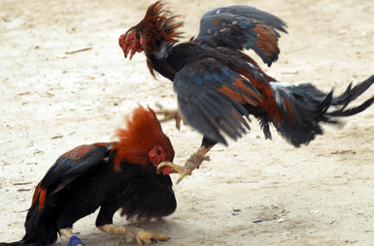 combat de coq