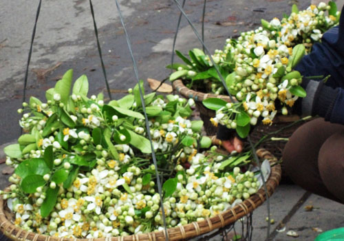 fleurs pamplemoussier