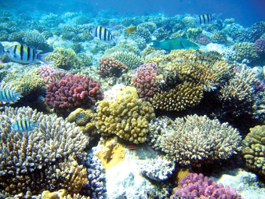 Con dao plongee coraux