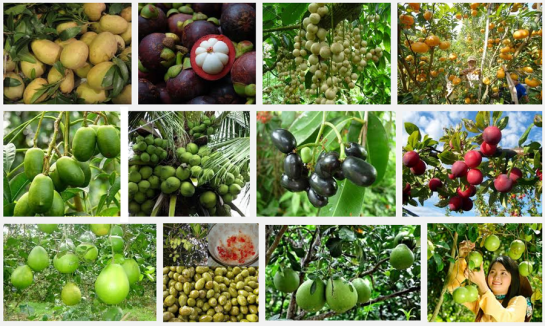 vietnam fruit tropical.png
