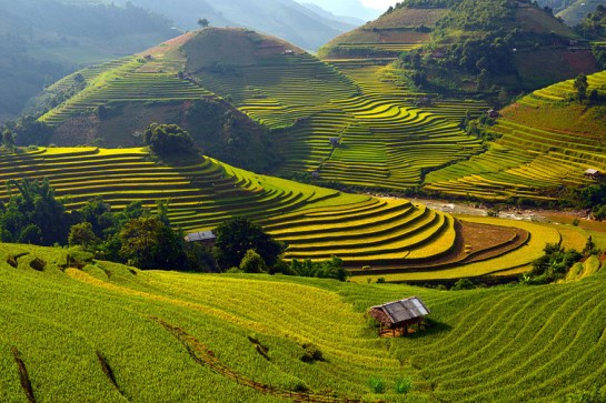 rizieres mu cang chai