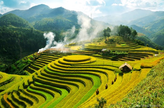 riziere en terrasse mu cang chai