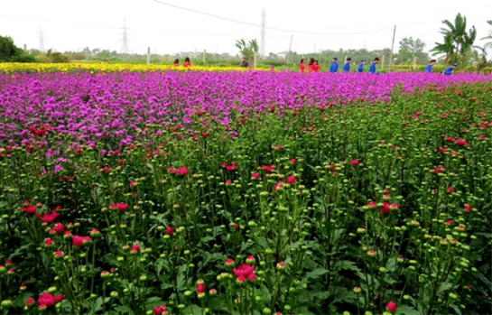 hai phong village de fleurs